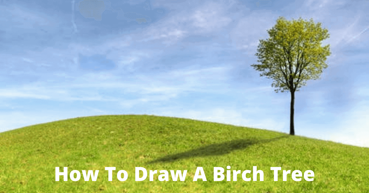 how-to-draw-a-birch-tree