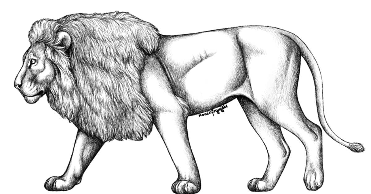 Easy Drawing Of Lion
