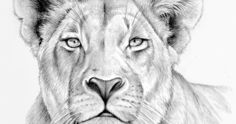 Female Lion Sketch Drawing – Tips and Tutorials For Beginners