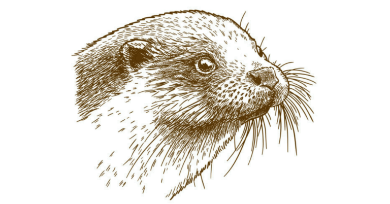 Some Basic Drawing Tips For The Otter Sketch