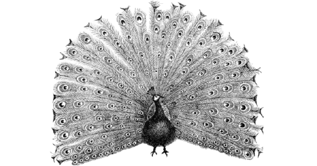 peacock-sketch