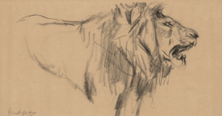 Learn How to Sketch Lion Drawing Easy