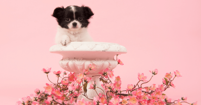 How Long Do Chihuahuas Live? – The Truth About These Cute Dogs