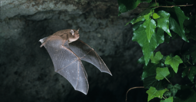 Bat-Tech Transforming Batcave Review