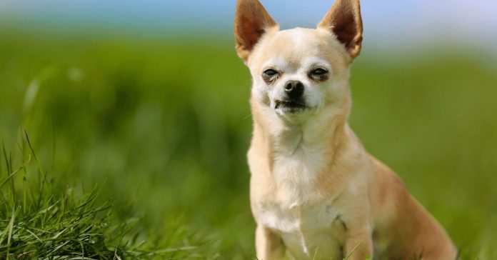 how-old-do-chihuahuas-live