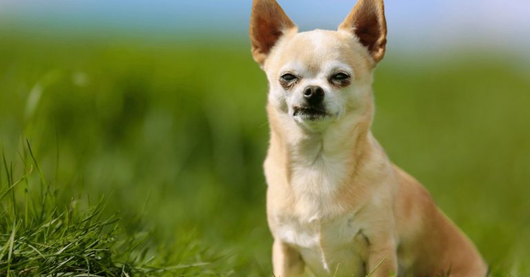 How Old Do Chihuahuas Live? 3 Common Myths Debunked